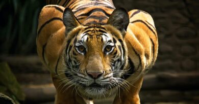 Tiger Attacked Forest Worker