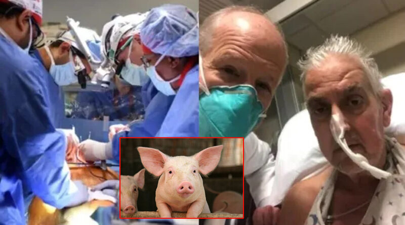 Pig's Heart Implant