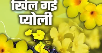 Uttarakhand Pyoli Flowers