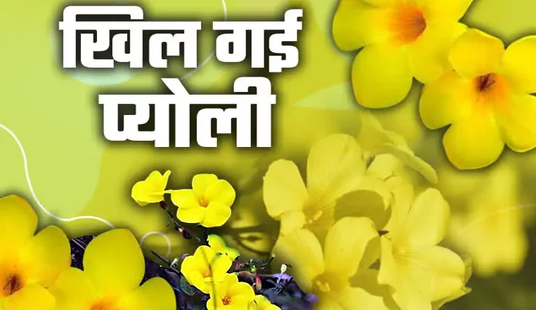 Uttarakhand Pyoli Flowers