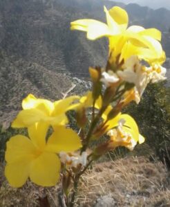 Fyoli Flowers In Uttarakhand